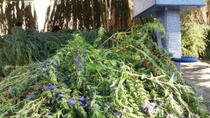 Urmia lemon balm extract