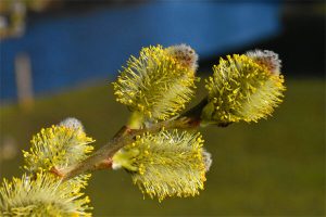 pussy willow