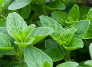 Benefits of oregano